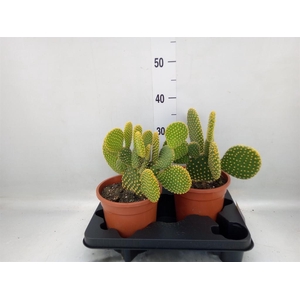 Opuntia microdasys var. pallida