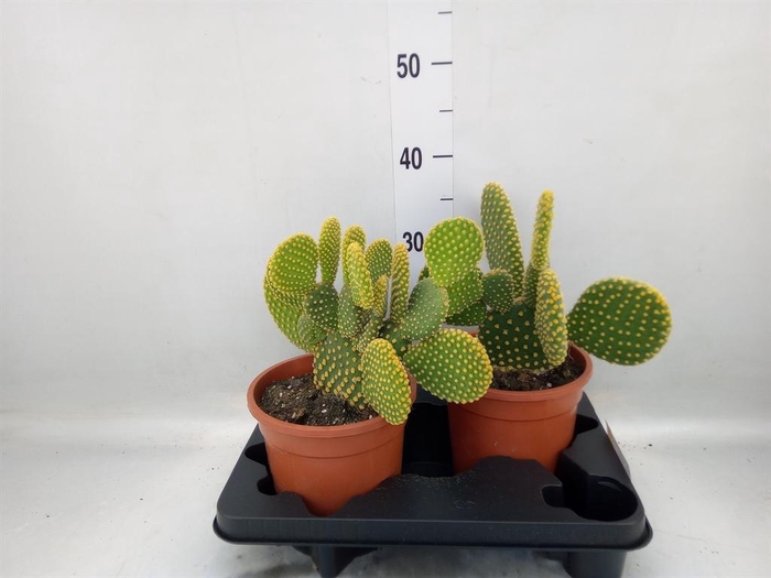 <h4>Opuntia microdasys var. pallida</h4>
