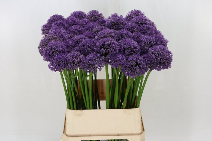 <h4>Allium Gladiator Exstra</h4>