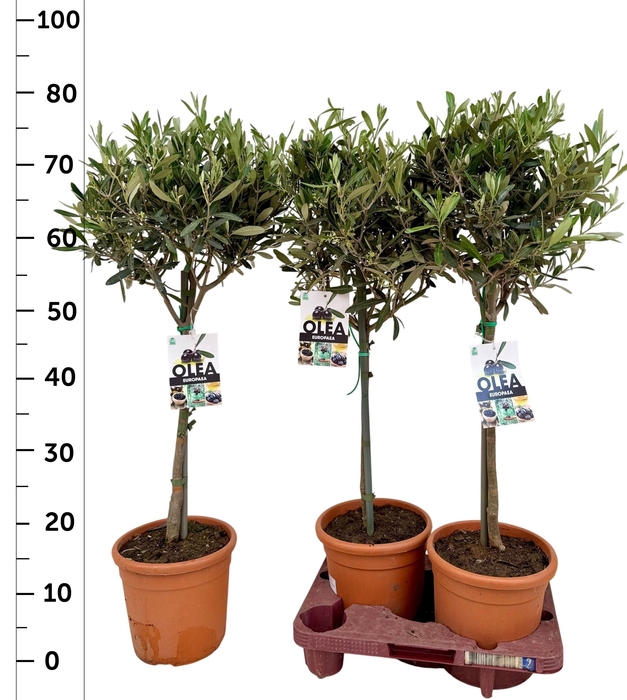 <h4>OLEA EUROPAEA</h4>