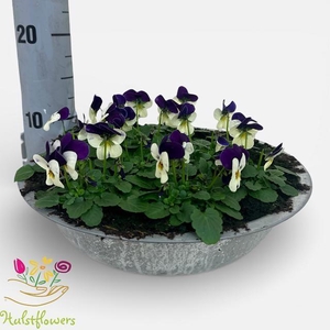 VIO CO EM WHI PU JUP