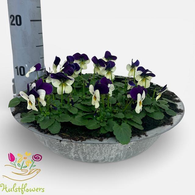 <h4>VIO CO EM WHI PU JUP</h4>