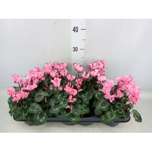 Cyclamen MD 'Victoria Salmon'