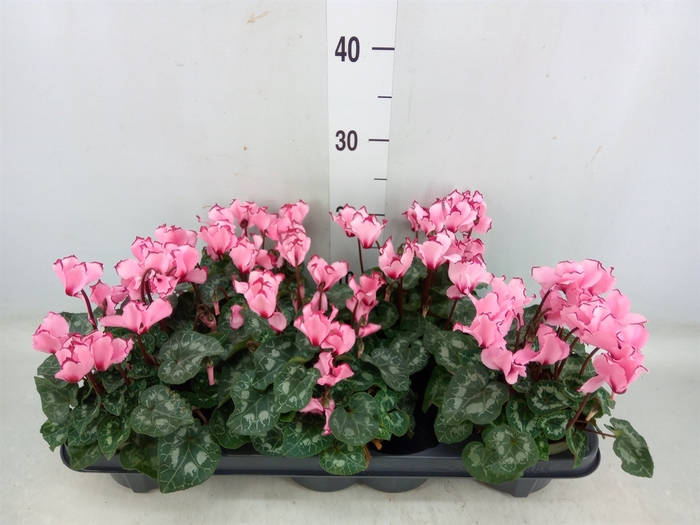 <h4>Cyclamen MD 'Victoria Salmon'</h4>