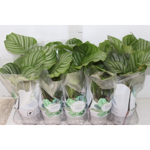CALATHEA ORBIFOLIA P12