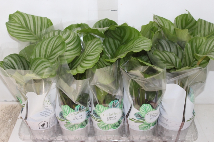 <h4>CALATHEA ORBIFOLIA P12</h4>
