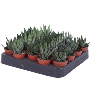 Haworthia mix 5,5 cm