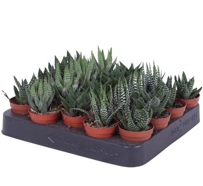 <h4>Haworthia mix 5,5 cm</h4>