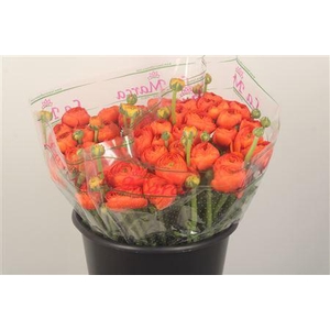 Ran.. Su Valencia Extra