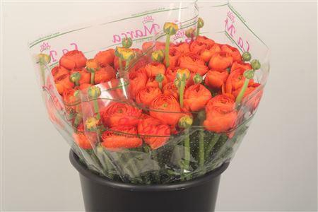 <h4>Ran.. Su Valencia Extra</h4>