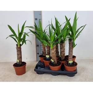 YUC ELEPHANTIPES