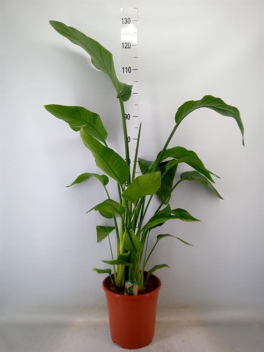 <h4>Strelitzia nicolai</h4>