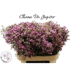 CHAMELAUCIUM UNCI. 'JUPITER'