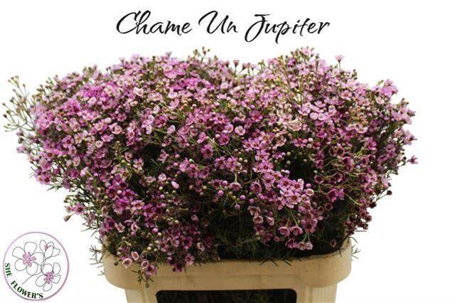 <h4>CHAMELAUCIUM UNCI. 'JUPITER'</h4>