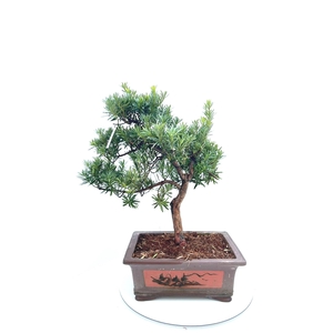 Podocarpus macrophyllus, pot 37cm. shape.