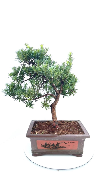 <h4>Podocarpus macrophyllus, pot 37cm. shape.</h4>