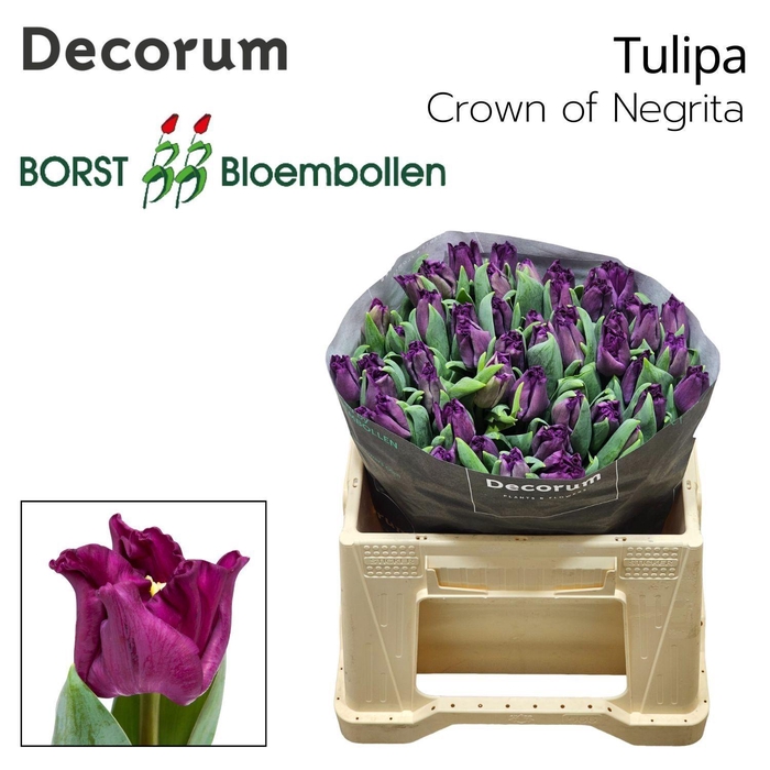 <h4>TU CO CROWN OF NEGRITA</h4>