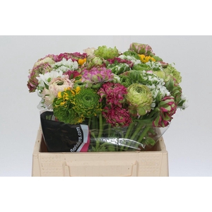 Ranunculus Pon Pon Rainbow
