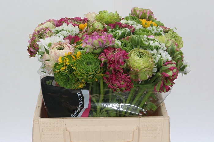 <h4>Ranunculus Clooney Pon Pon Rainbow</h4>