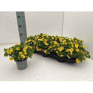 CALIB CA YELLOW