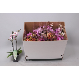 PHAL MF GEM 8 KL
