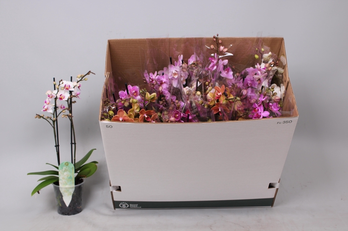 <h4>PHAL MF GEM 8 KL</h4>