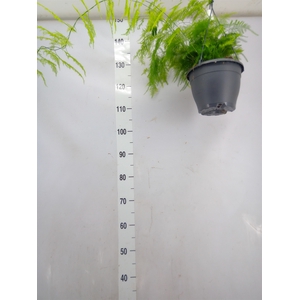 Asparagus setaceus