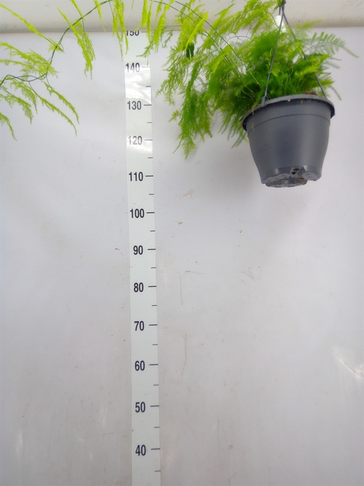 <h4>Asparagus setaceus</h4>