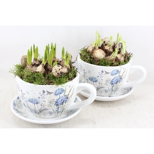 arr4 Bollenmix MB - Kop/schotel bleu flower x2