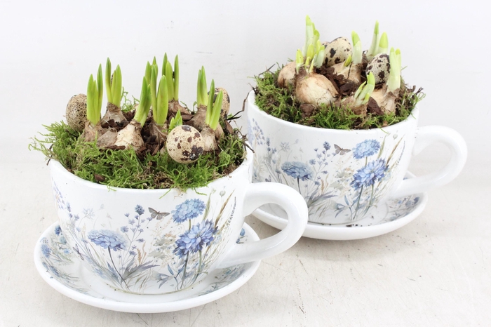 <h4>arr4 Bollenmix MB - Kop/schotel bleu flower x2</h4>