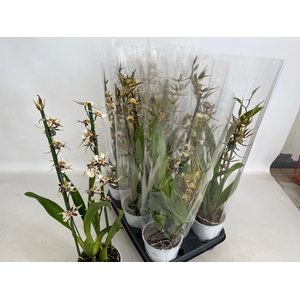 BRASSIA SUMMER DREAM