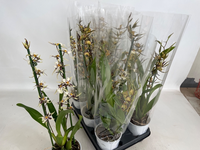 <h4>BRASSIA SUMMER DREAM</h4>