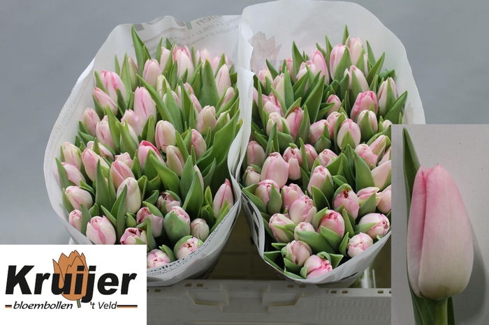 <h4>TU EN DYNASTY</h4>