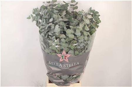 <h4>Euc Cinerea Per Bunch 300 Gram</h4>