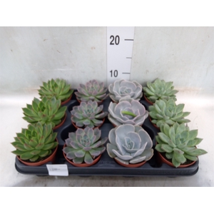 Echeveria   ...mix