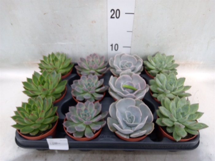 <h4>Echeveria   ...mix</h4>