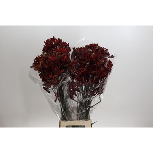 Kangaroo Paw Early Spring