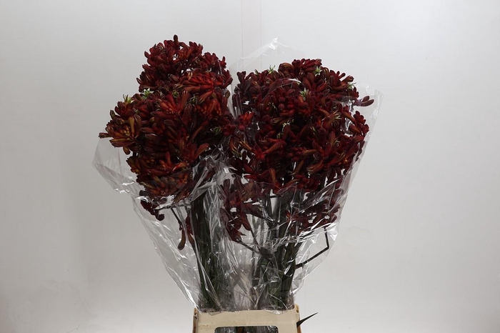 <h4>Kangaroo Paw Early Spring</h4>