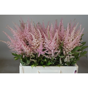 Astilbe Erika