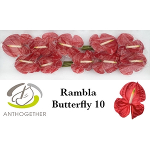 Anth A Rambla Butterfly 15 cm X10 Wijnen