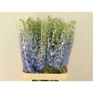 Delph El Mag Fskb Wb