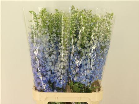 <h4>Delph El Mag Fskb Wb</h4>