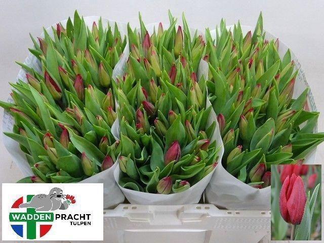 <h4>TU EN STRONG LOVE</h4>