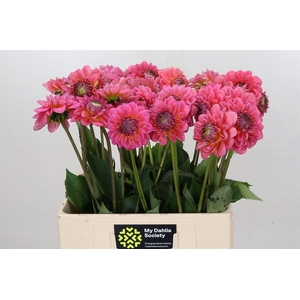 Dahl Pink Runner