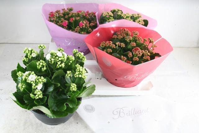 <h4>KAL GE GEM 4 KL</h4>