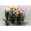 Phal El Cascade
