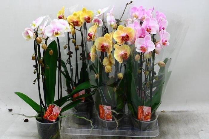 Phal El Cascade