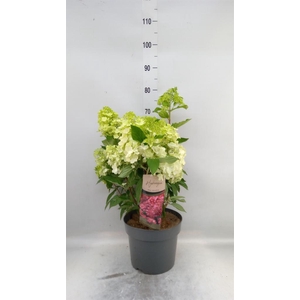 Hydrangea pan.