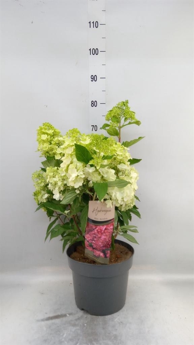 <h4>Hydrangea pan.</h4>