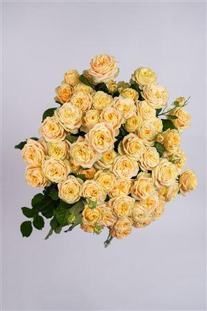 <h4>R Gr Tr Shibumi</h4>